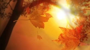leaves, autumn, flight, maple, sun - wallpapers, picture