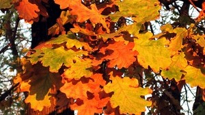 leaves, autumn, nature
