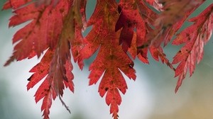 hojas, otoño, manchas