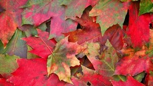 leaves, autumn, spots, macro