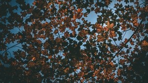leaves, autumn, dry, sky - wallpapers, picture
