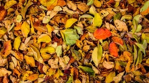 leaves, autumn, dry, fallen