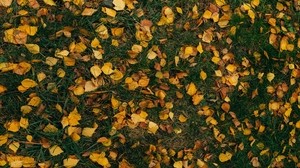 leaves, autumn, grass - wallpapers, picture