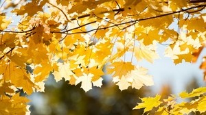 hojas, otoño, rama
