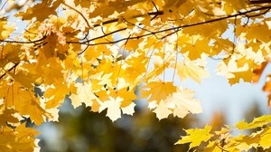 Blätter, Herbst, Zweig - wallpapers, picture