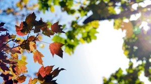 leaves, autumn, branches - wallpapers, picture