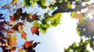 Blätter, Herbst, Zweige