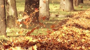 foglie, autunno, mucchio, mucchio, foresta, alberi