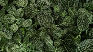 leaves, striped, plant, green - wallpapers, picture