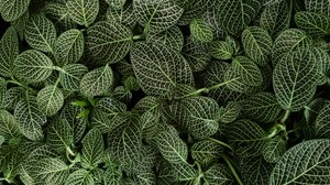 leaves, striped, plant, green