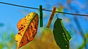 leaves, clothespins, autumn, fallen - wallpapers, picture
