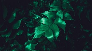 leaves, plant, shine, surface
