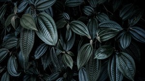 leaves, plant, branches, dark