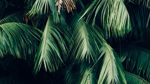 leaves, plant, branches, green, brown