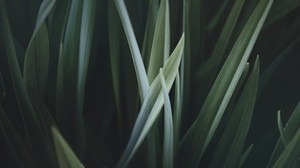 leaves, plant, green