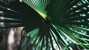 leaves, plant, green, shadow - wallpapers, picture