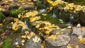 leaves, stream, rapids, autumn, maple, cascade, flow, stones, grass