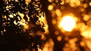 leaves, sun, disk, darkness - wallpapers, picture