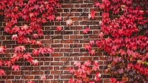 foglie, muro, rami, mattoni