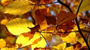 leaves, dry, plant