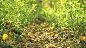 leaves, grass, fallen