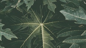 leaves, fading, green - wallpapers, picture
