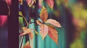 leaves, branch, plant - wallpapers, picture