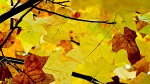 leaves, branches, autumn, yellow, dry