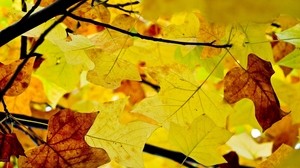 foglie, rami, autunno, giallo, secco