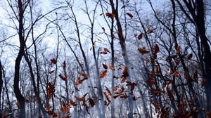 foglie, mucchio, nebbia, foresta, autunno, vento