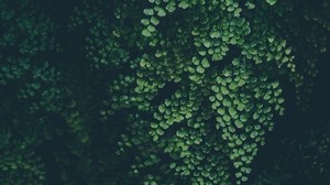 leaves, green, plant, blur - wallpapers, picture