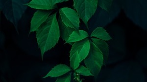 leaves, green, branches, the dark background