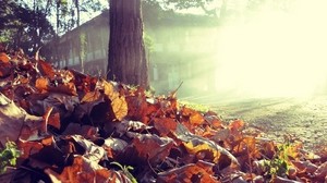 leaves, earth, tree, autumn, house, light - wallpapers, picture