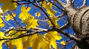 hojas, amarillo, arce, árbol, tronco, ramas