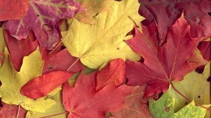 foglie, giallo, rosso, autunno, acero, vene