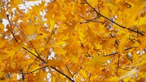 leaves, yellow, october, autumn