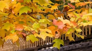 叶子，黄色，秋天，树，树枝，树冠，屋顶
