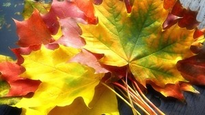 leaves, yellow, autumn, maple, colors, bouquet - wallpapers, picture