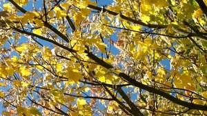 叶子，黄色，秋天，枫树，树枝，树