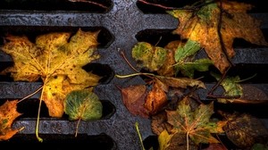 leaves, yellow, autumn, damp, lattice, iron, dirt