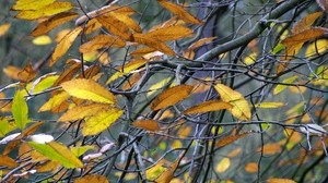 leaves, yellow, autumn, branch, gray