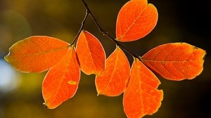 leaves, yellow, autumn, branch, veins - wallpapers, picture