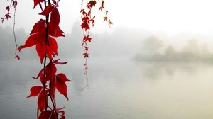 leaves, yellow, branches, lake, haze, serenity