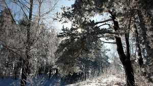 リトアニア、森林、木、雪、霜、光