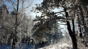 Litauen, Wald, Bäume, Schnee, Raureif, Licht