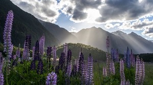 lupine, flowers, mountains, landscape, nature