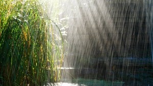 downpour, rain, light, bushes, summer - wallpapers, picture