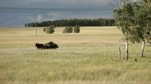horse, haymaking, landscape, autumn, summer, open space