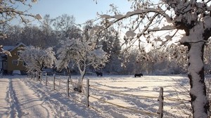 horses, corral, snow, winter
