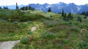 meadow, alps, mountains, flowers, vegetation, multi-colored